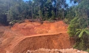 Ket foto : Kondisi kawasan Perkebunan Mintu usai penutupan aktivitas tambang ilegal yang berpotensi memicu kerusakan lingkungan dan banjir bandang. (istimewa)